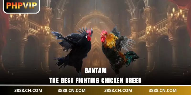 Bantam - The best fighting chicken breed