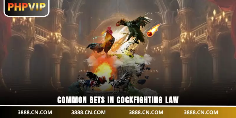 Common bets in cockfighting law
