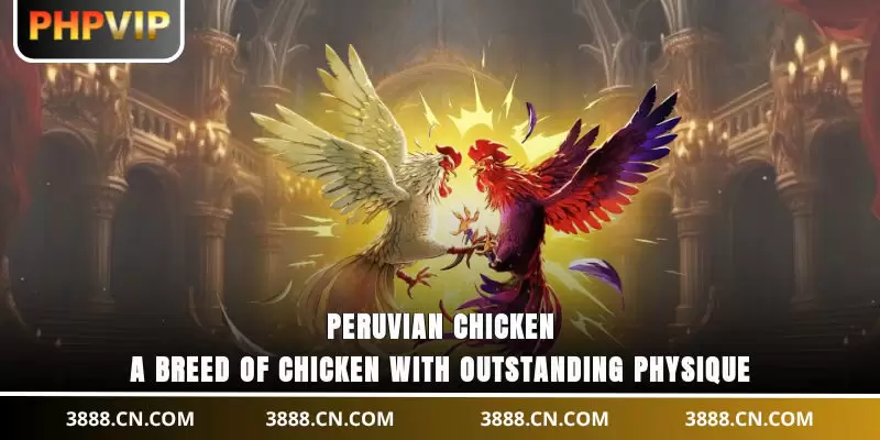 Peruvian Chicken - A breed of chicken with outstanding physique