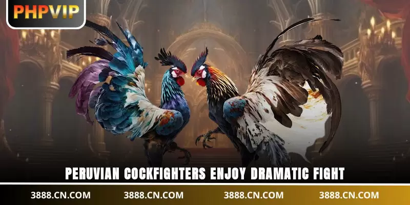 Peruvian cockfighters enjoy dramatic fight