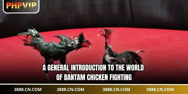 A general introduction to the world of bantam chicken fighting.
