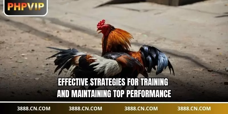 Effective strategies for training and maintaining top performance.