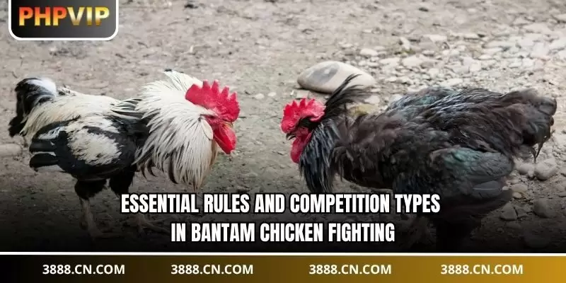 Essential rules and competition types in bantam chicken fighting
