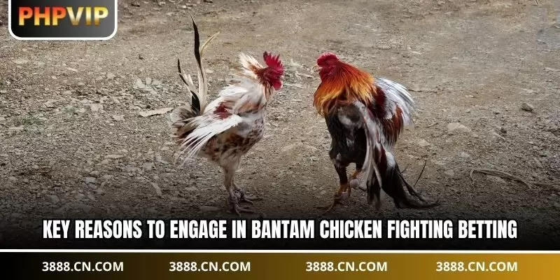Key reasons to engage in bantam chicken fighting betting.