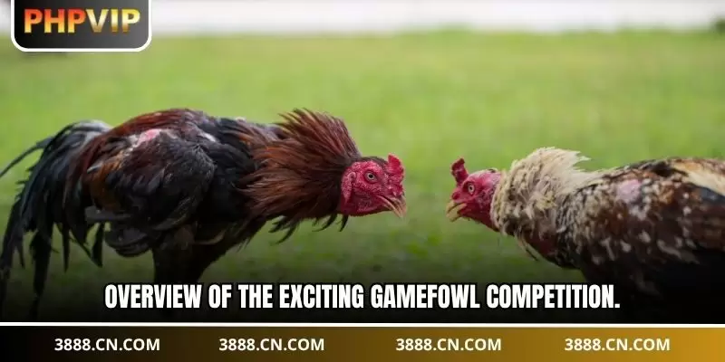Overview of the exciting gamefowl competition.
