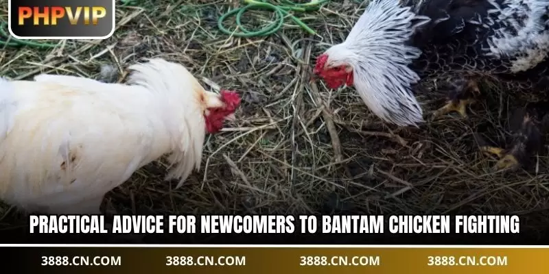Practical advice for newcomers to bantam chicken fighting