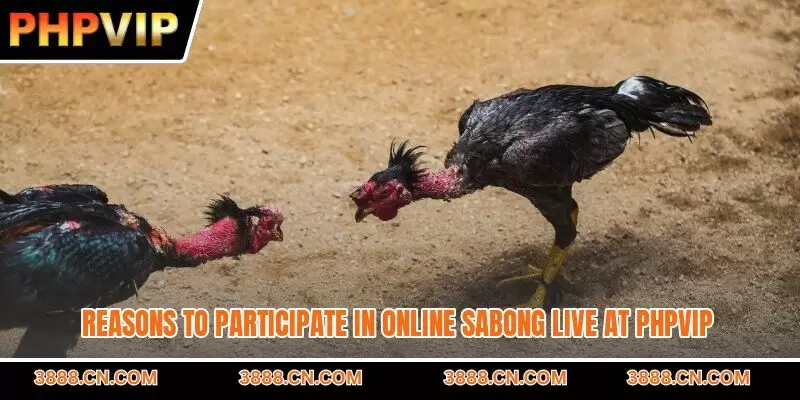 Reasons to participate in online sabong live at PHPVIP