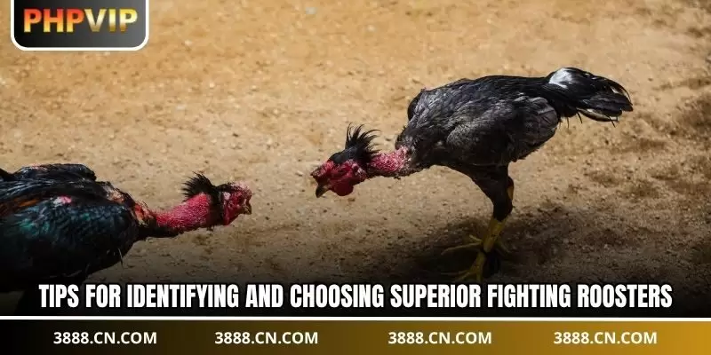 Tips for identifying and choosing superior fighting roosters