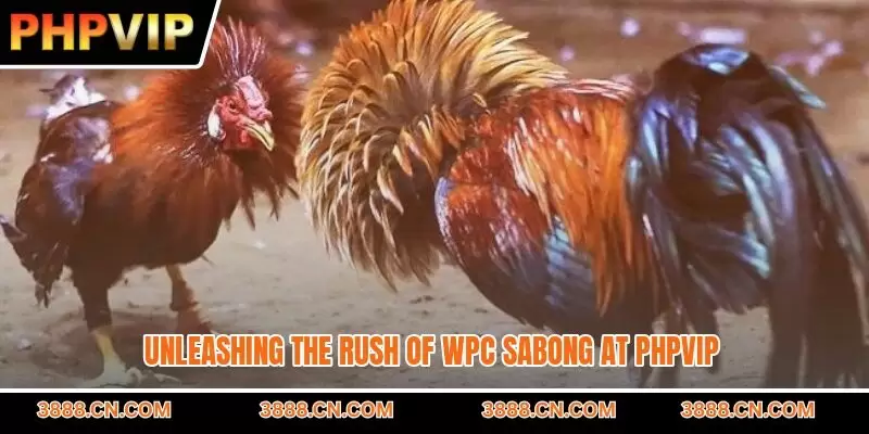Unleashing the rush of WPC sabong at PHPVIP