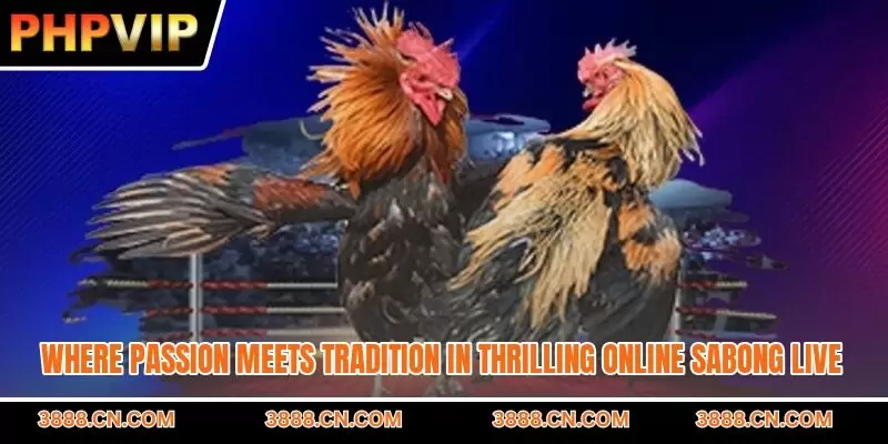 Where passion meets tradition in thrilling online sabong live