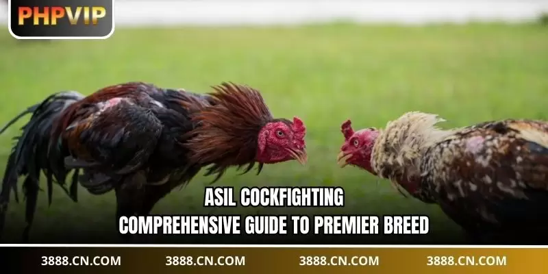 Asil Cockfighting