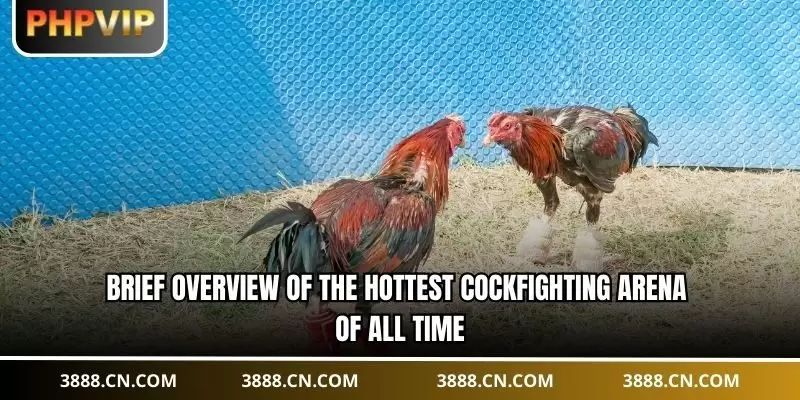 Brief overview of the hottest cockfighting arena of all time