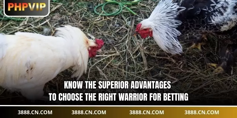 Know the superior advantages to choose the right warrior for betting
