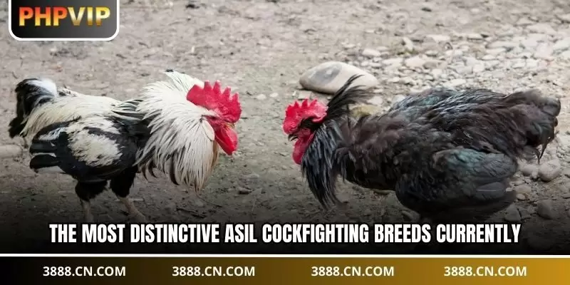 The most distinctive Asil cockfighting breeds currently